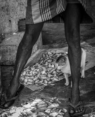 Fiskmarknaden i Negombo
